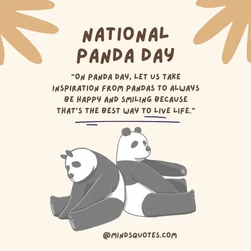 35 Popular National Panda Day Messages, Quotes & Wishes 3 National Panda Day Messages
