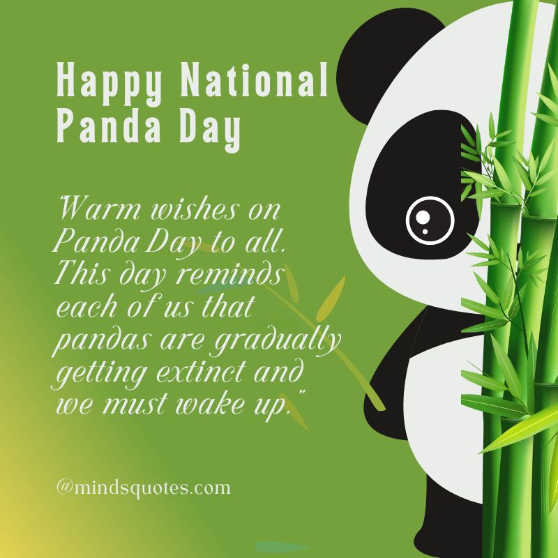 National Panda Day Messages