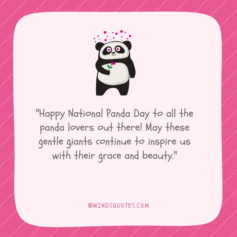 35 Popular National Panda Day Messages, Quotes & Wishes 7 National Panda Day Wishes