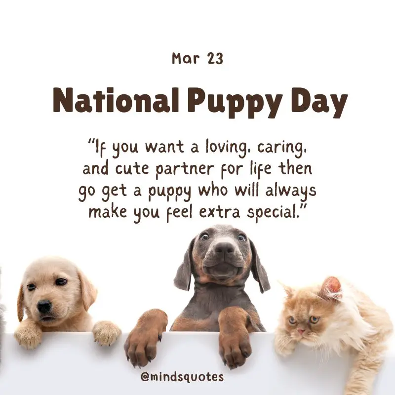 50 National Puppy Day Quotes, Wishes & Messages, Captions