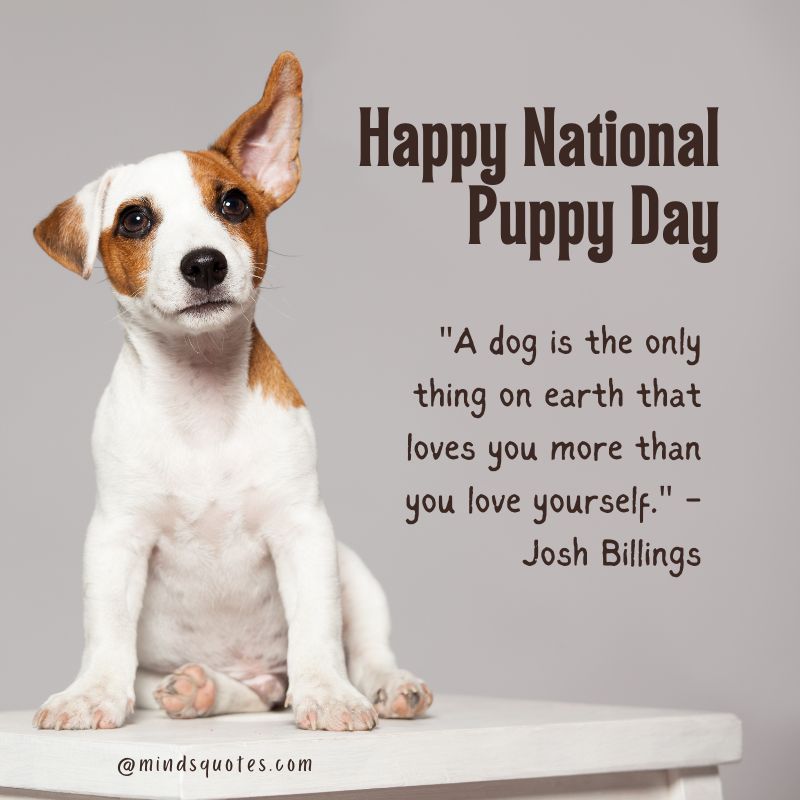 National Puppy Day Quotes 