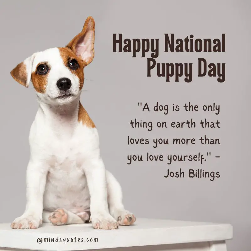 50 National Puppy Day Quotes, Wishes & Messages, Captions 2 National Puppy Day Quotes
