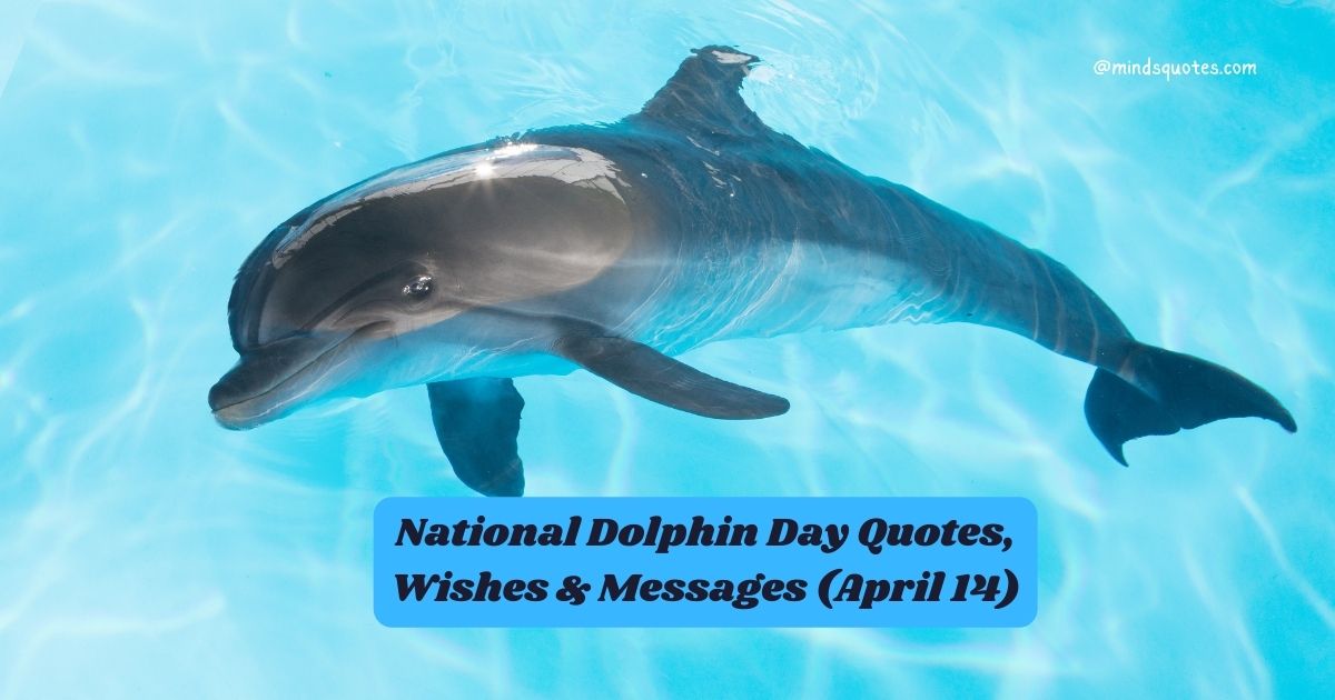 National Dolphin Day Quotes, Wishes & Messages (April 14)
