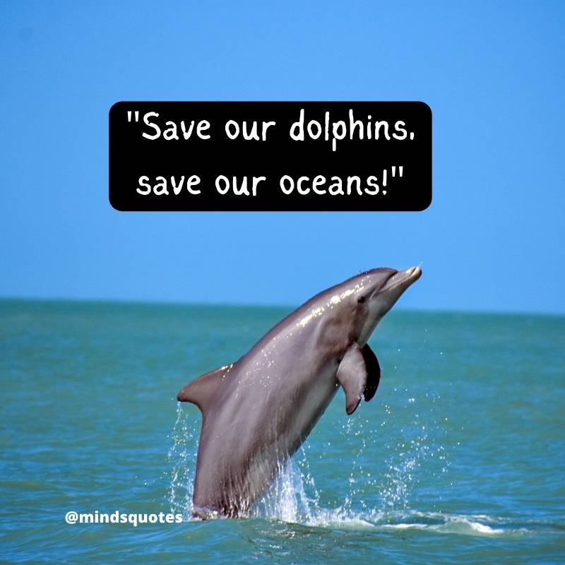 National Dolphin Day Slogans
