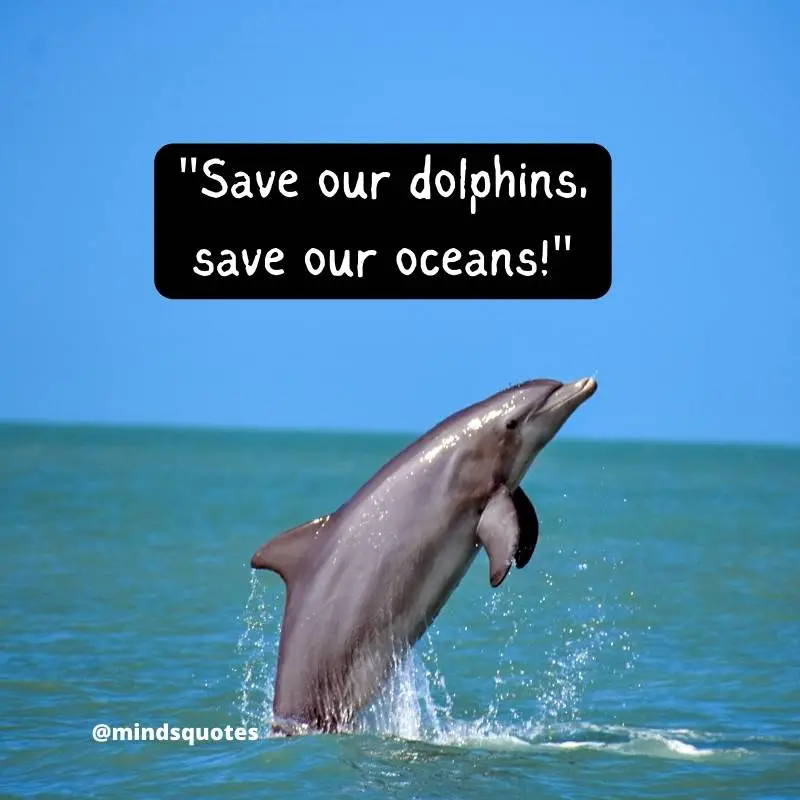 National Dolphin Day Quotes, Wishes & Messages (April 14) 5 National Dolphin Day Slogans