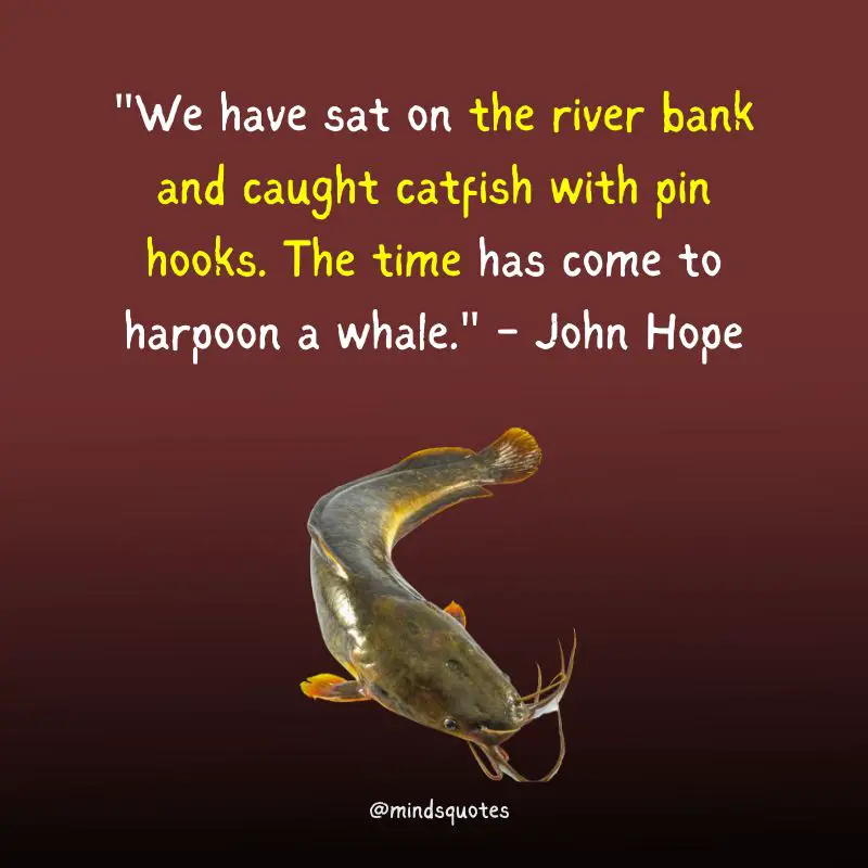 National Catfish Day Quotes, Messages & Wishes (June 25) 2 National Catfish Day Quotes