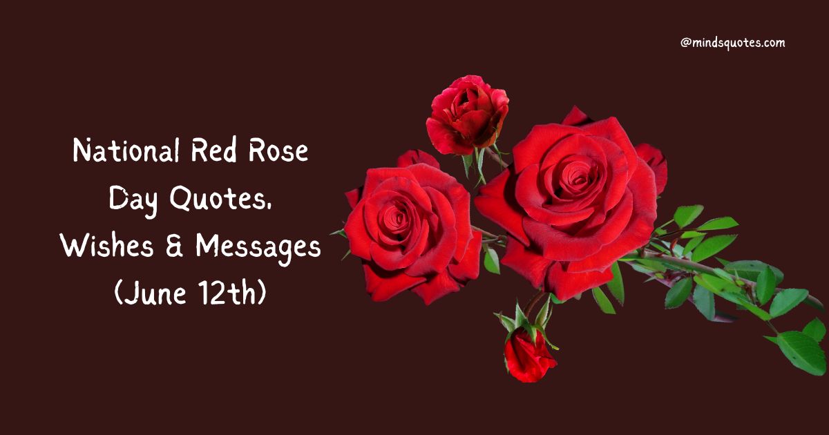National Red Rose Day Quotes, Wishes & Messages (June 12th)