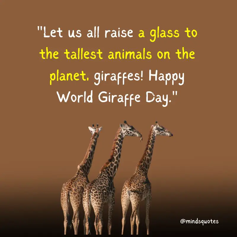 100 World Giraffe Day Quotes, Wishes & Messages (June 21) 5 World Giraffe Day Wishes
