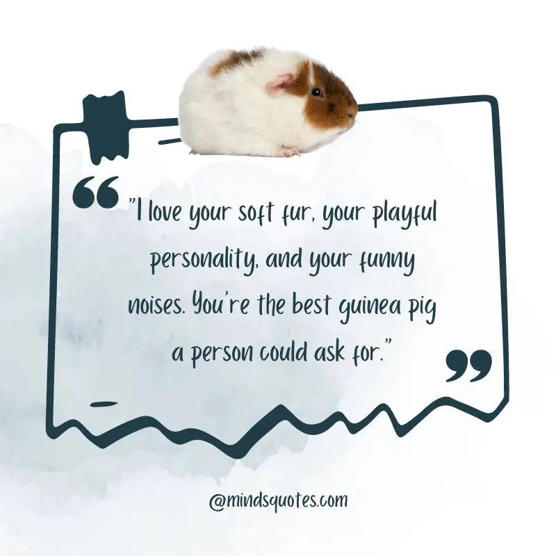 Guinea Pig Appreciation Day Quotes, Wishes & Messages (July 16th) 4 Guinea Pig Appreciation Day Messages