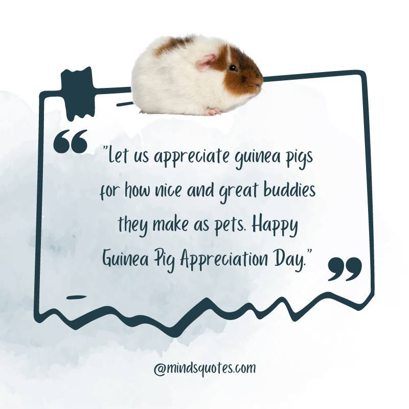 Guinea Pig Appreciation Day Wishes