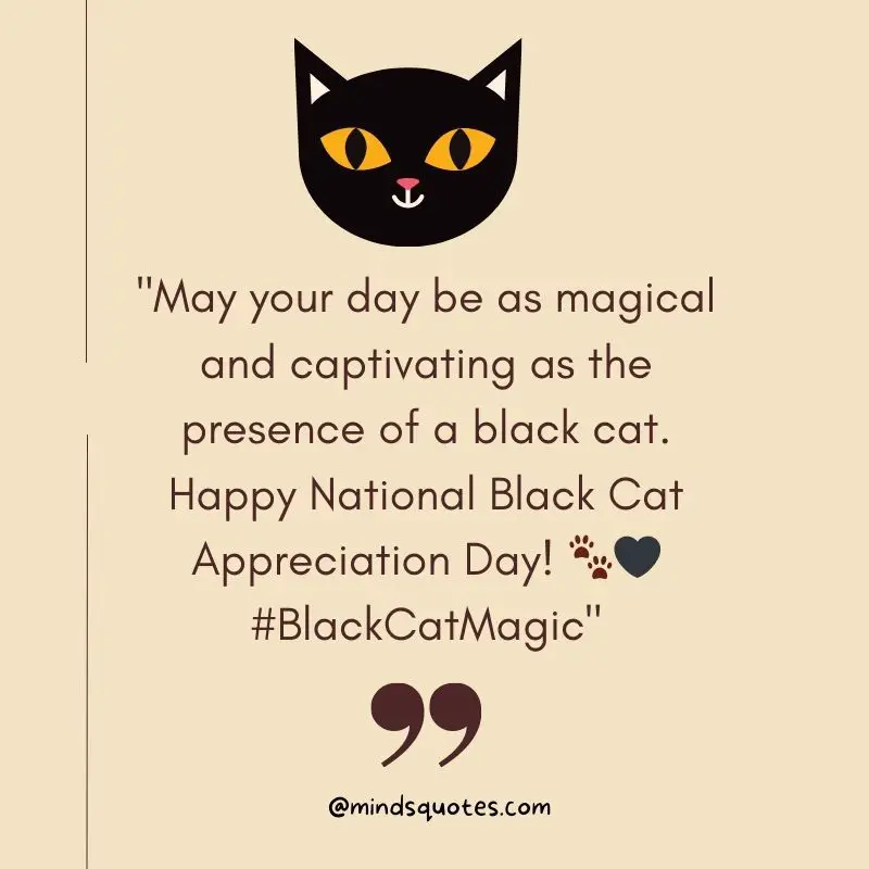 50 Best National Black Cat Appreciation Day Quotes, Messages & Wishes 3 National Black Cat Appreciation Day Messages