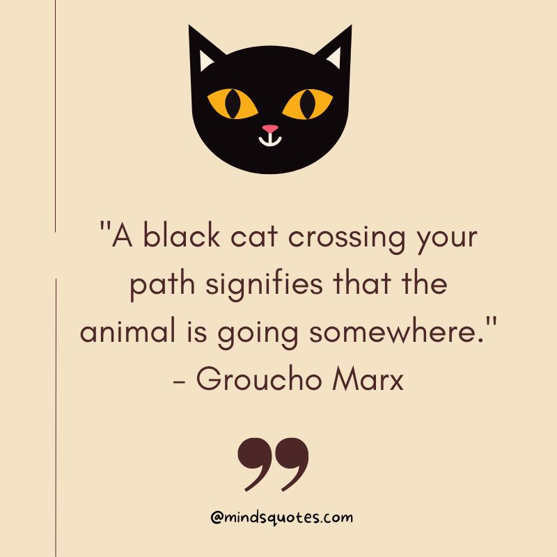 National Black Cat Appreciation Day Quotes