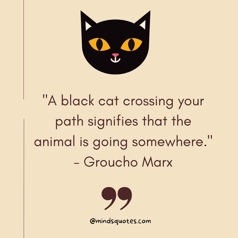 50 Best National Black Cat Appreciation Day Quotes, Messages & Wishes 2 National Black Cat Appreciation Day Quotes