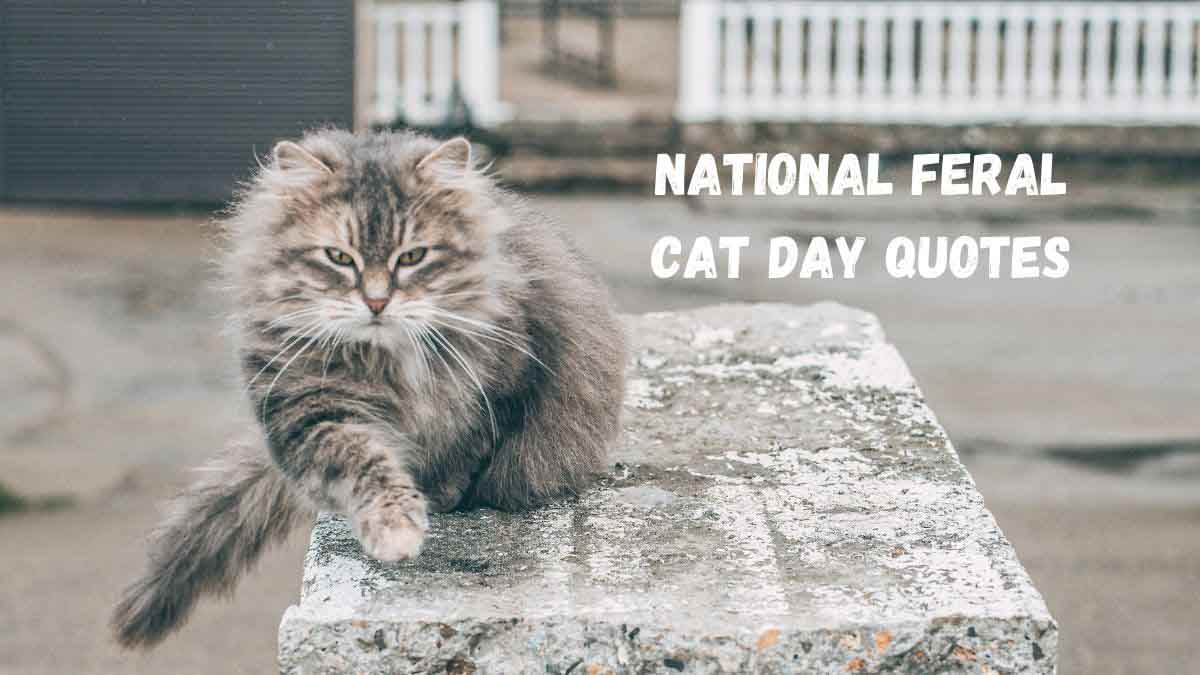50 National Feral Cat Day Quotes, Wishes, Messages & Captions