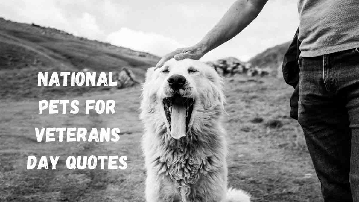 50 National Pets for Veterans Day Quotes, Wishes, Messages 