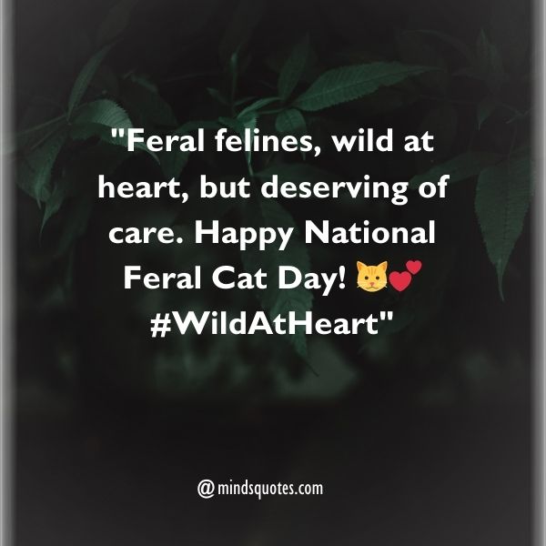 50 National Feral Cat Day Quotes, Wishes, Messages & Captions. 9 National Feral Cat Day Captions