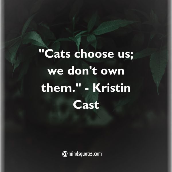 National Feral Cat Day Quotes