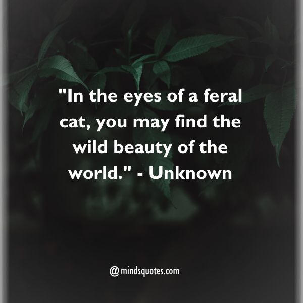 50 National Feral Cat Day Quotes, Wishes, Messages & Captions. 2 National Feral Cat Day Quotes