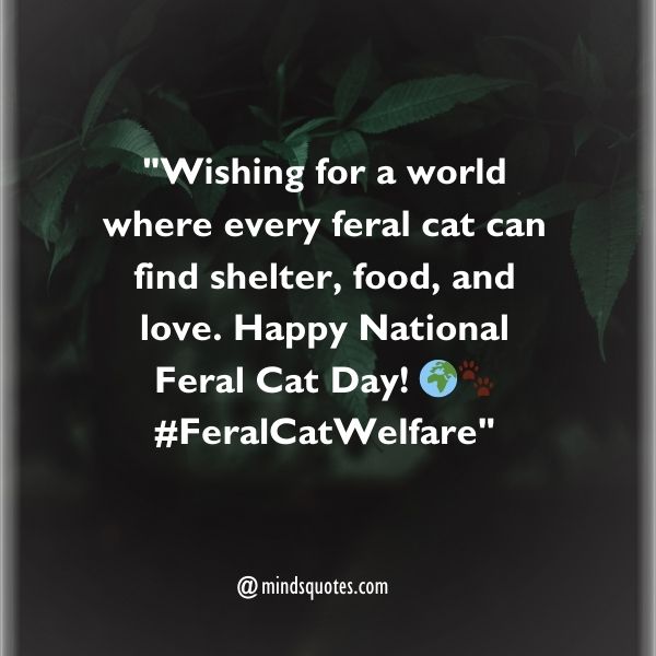 50 National Feral Cat Day Quotes, Wishes, Messages & Captions. 5 National Feral Cat Day Wishes