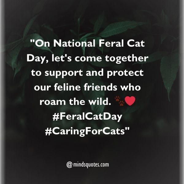 50 National Feral Cat Day Quotes, Wishes, Messages & Captions. 6 National Feral Cat Day Wishes