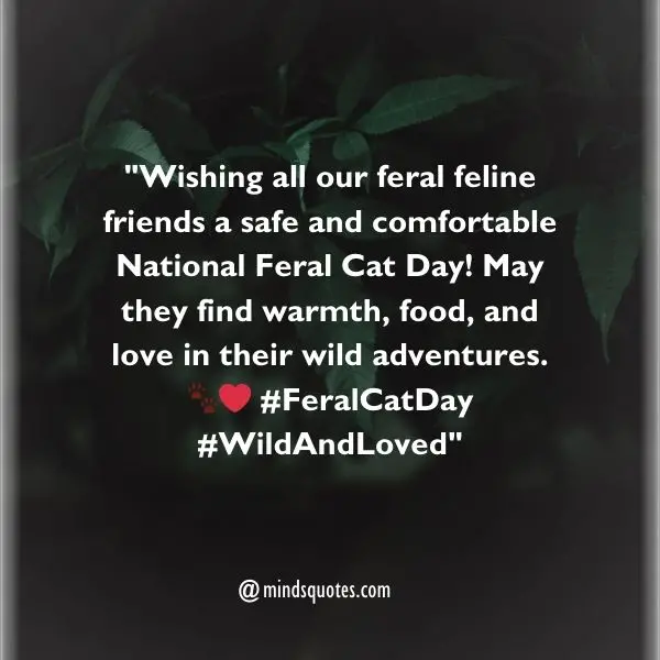 50 National Feral Cat Day Quotes, Wishes, Messages & Captions. 4 National Feral Cat Day Wishes