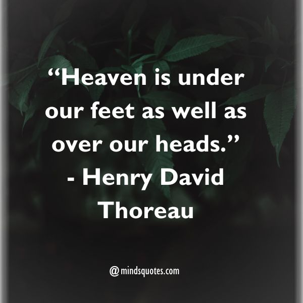75 Best Nature Quotes To Soothe Your Mind, Body, And Soul 4 Nature Quotes